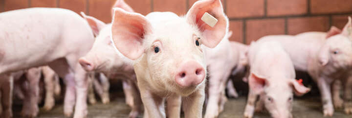 Blattin in der Praxis Schwein Familie Hirschenhauer Banner Blattin in der Praxis Schwein Familie Hirschenhauer Banner